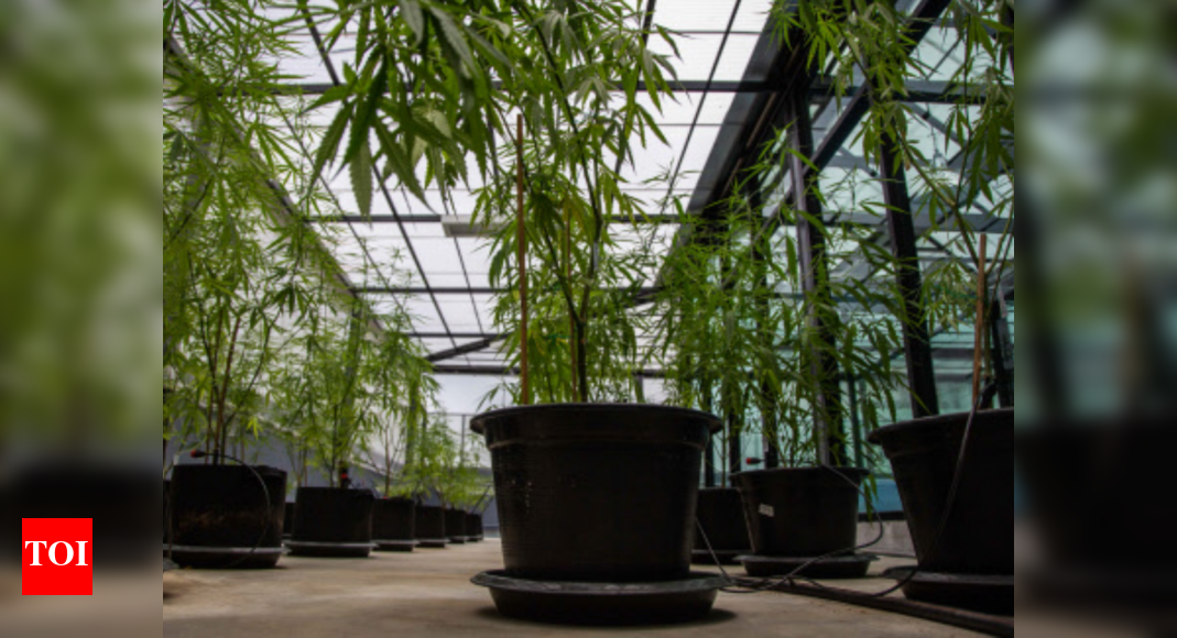 Bihar govt encourages people to install indoor plants for fresh oxygen Patna News Times of India