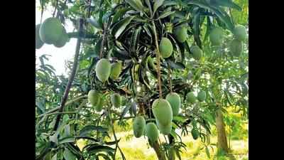 Mango farmers fear cyclone may cause serious losses