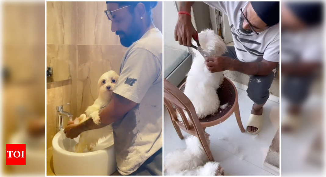 Remo's cute grooming session for his doggos