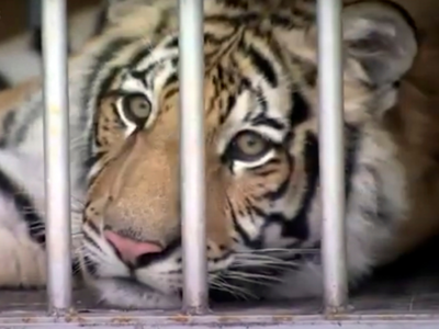Missing Texas tiger transported to animal sanctuary