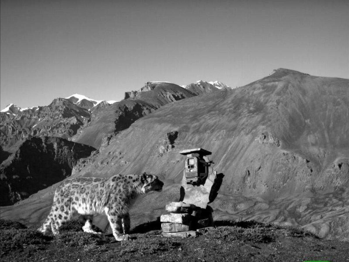 Over 70 Of Snow Leopard Habitat Unexplored Wwf Nagpur News Times Of India
