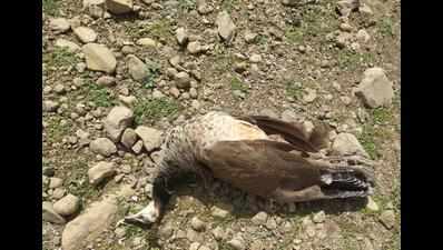 Peacocks, peahens among 18 birds poisoned in Akola