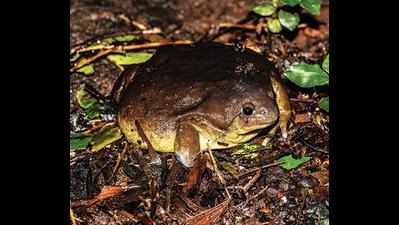 Cyclone rain aids early mating of balloon frogs