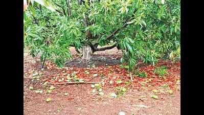 Storm damages 50-70% of mangoes in Gujarat