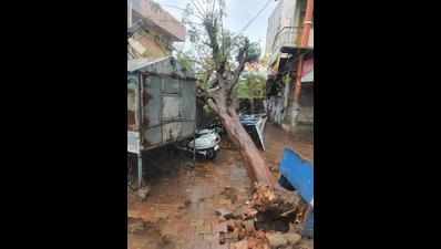 Electricity poles, trees uprooted in Panchmahal