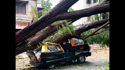 Cyclone Tauktae blows a hole into green cover, tree fall kills 1 in Mumbai