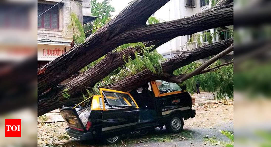 Over 2k trees were uprooted in cyclone