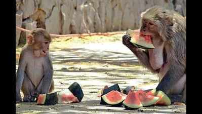 Covid-19 in Delhi: 14-day isolation for 60 monkeys before ‘vanvas’
