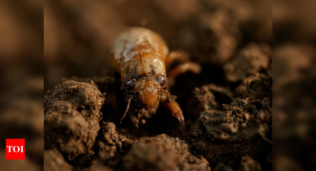 Freaked by cicada swarms? You could just stick a fork in 'em