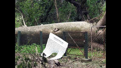 Post cyclone Amphan: Botanic Garden saves most trees, loses some