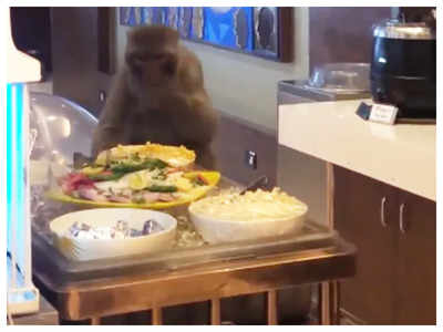 Viral: Monkey enjoying a feast at Delhi airport is the funniest thing on internet today