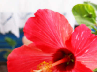 How to make hibiscus oil at home