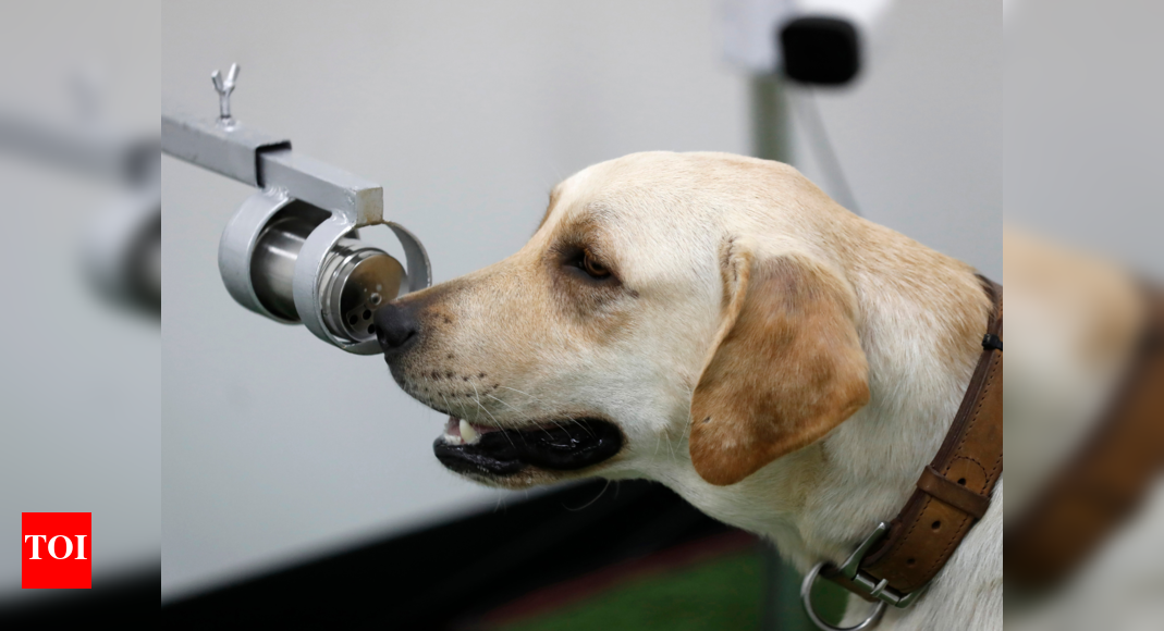 Sniffing Labrador retrievers join Thai coronavirus fight