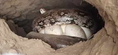 Maharashtra: 13 feet python rescued, 20 eggs recovered in Amner