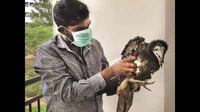 BBMP Wildlife Rescue Team rescues an Egyptian vulture in Whitefield