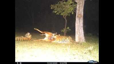 Stealthily, tigers roar into Gadchiroli. Their survival depends on protection