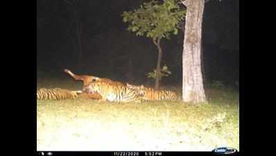 Stealthily, tigers roar into Gadchiroli. Their survival depends on protection