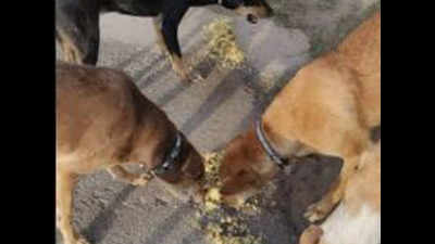 Dog feeders step up during lockdown in Delhi