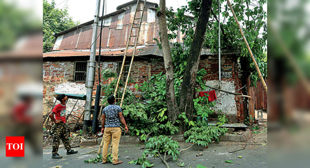 Yaas: Green activists appeal for tree reinforcement in Kol