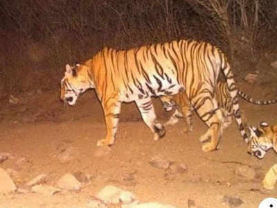 Tiger Maternity 