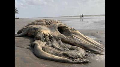 Gujarat: Carcass of 18-ft-long whale washes up at Valsad coast