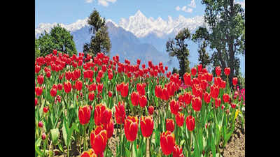 Foresters turn Uttarakhand wasteland into riot of flowers