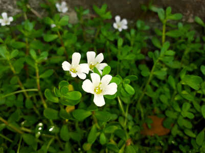 Five health benefits of Brahmi