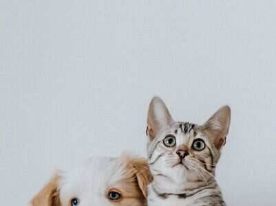 What your pet reveals about you