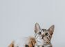 What your pet reveals about you