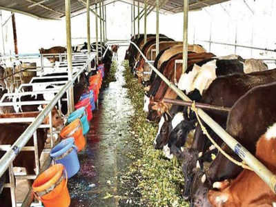 Lakshadweep residents boycott auction of dairy animals