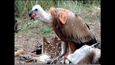 Kozhikode: Rare vulture’s 800km journey brings cheers to its rescuers