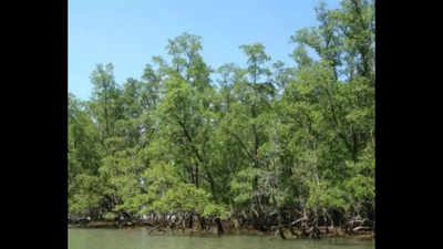 West Bengal: More mangrove cover for Sunderbans