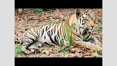 Madhya Pradesh: Tiger shifted from Bandhavgarh enclosure to Mukundpur