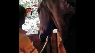 Mumbai: Video calls between horses & owners cure separation anxiety