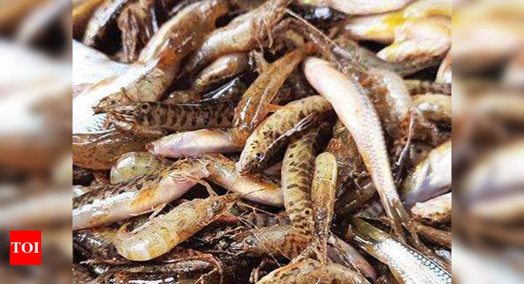 Soon, rivers across Goa to have fish cage culture