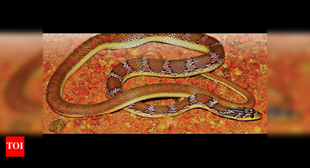 Two new snake species take Tamil Nadu’s number to a century Chennai