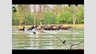 Uttarakhand: Artificial water sources quenching the thirst of wildlife in forest of Rajaji Tiger Reserve