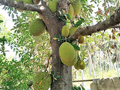 Tripura jackfruit makes way to UK