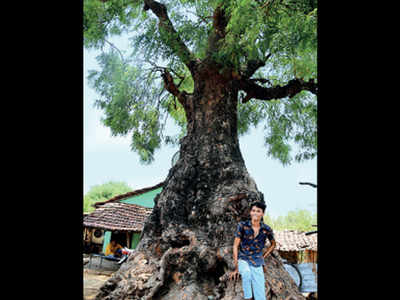 Nagpur: Two Covid-free villages feel their immunity due to bhui neem