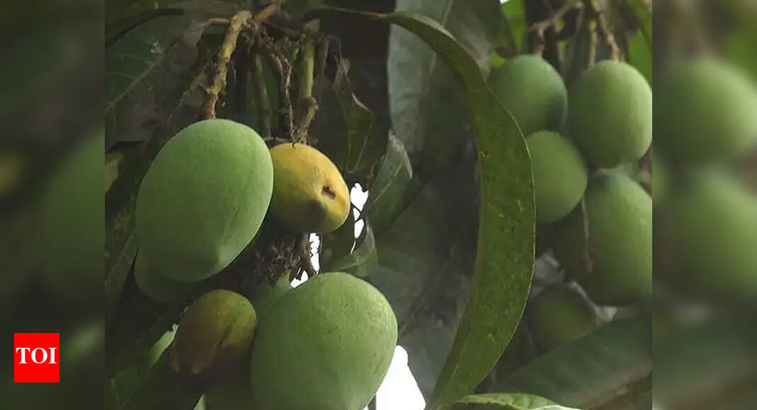 Uttar Pradesh Mango Baba app to deliver fresh fruit to your home