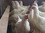 China reports first human case of H10N3 bird flu