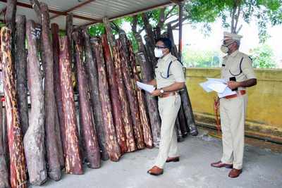 Andhra Pradesh: 9 smugglers held in Kadapa, 1.6 tons of red sanders logs seized