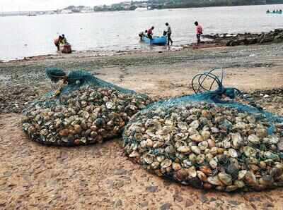 Shell shock: After 6-year hiatus, Verem locals reap bounty of tisreo ...