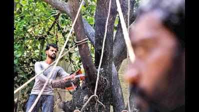 Mumbai: Stay on cutting of trees continues