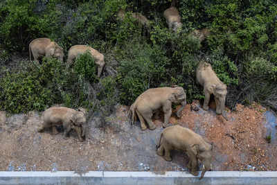 Elephants on tour in China guzzle crops and wreak havoc