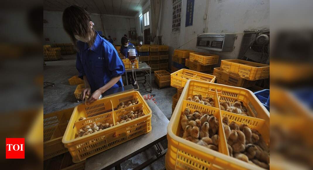 So far, low risk of human spread of H10N3 bird flu - Times ...