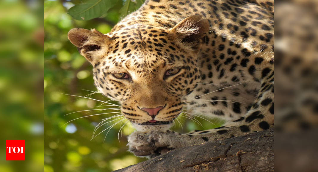 Nagpur: Foresters attend prank call, no clue of leopard yet | Nagpur News -  Times of India