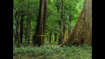 For Goa’s lost forest cover, state eyes afforestation in Madhya Pradesh