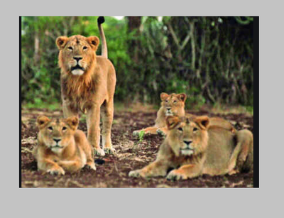 Lioness dies of suspected coronavirus infection in Chennai’s Vandalur zoo; nine lions test positive
