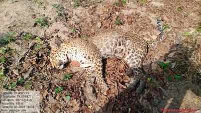 Nagpur: Row over not calling wardens for post-mortem of 2 leopards